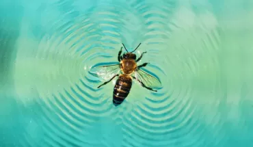 Giải mã khả năng ‘lướt ván’ siêu đẳng ở loài ong